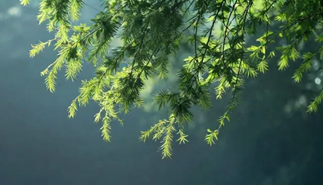 选型关注点:如何选择适配方案的技术要点
